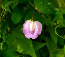 Farfalla rosa clitoria usato  Spedire a Italy