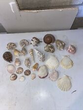Sea shells job for sale  COLCHESTER