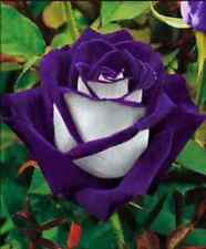 Rosa osiria viola usato  Vercelli