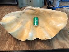 Natural giant clam for sale  Matthews