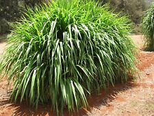 Napier grass seeds for sale  Shipping to Ireland