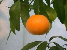 Usato, Pianta di Mapo" Citrus × tangelo "in fitocella h.100 cm agrumi di Sicilia usato  Valmacca