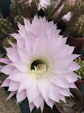Echinopsis cactus golf for sale  ST. LEONARDS-ON-SEA