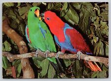 Postcard colorful pair for sale  Norman