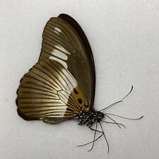 Butterfly papilio cynorta for sale  READING