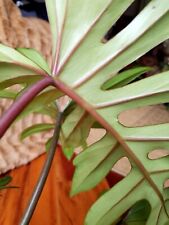 Rare philodendron blushing for sale  Glenmoore