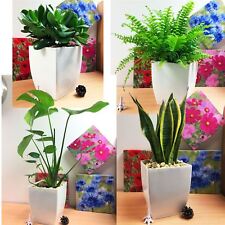 Evergreen Table Plant in Gloss White Milano Pot Patio House Garden Office Indoor, usado segunda mano  Embacar hacia Spain