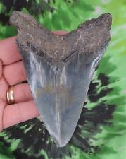 Megalodon Sharks Tooth 4 7/16" inch NO RESTORATIONS fossil sharks teeth tooth for sale  Shipping to South Africa