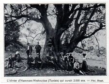 1910 tunisie olivier d'occasion  Les Sables-d'Olonne