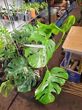 Monstera  Delicoisa variegate Albo Fresh Two Leaf Unrooted cut ,House Plant for sale  Shipping to South Africa