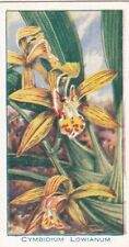 Used, Carreras - Orchids 1925 - 12 Cymbidium Lowianum for sale  Shipping to South Africa