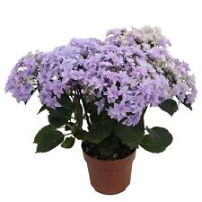 Hortensie double dutch gebraucht kaufen  Deutschland