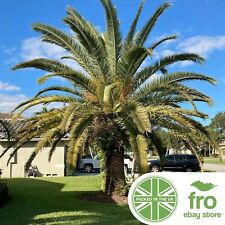 Date palm palm for sale  MANCHESTER