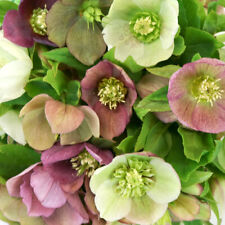 Pack mixed hellebore for sale  UK