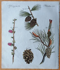 Pino Pinus sylvestris Pinus larix - Bertuch Estampado en Color Original - 1790 segunda mano  Embacar hacia Argentina