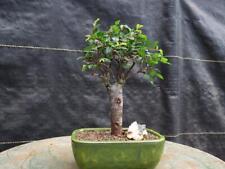 Chinese elm bonsai for sale  Freeport