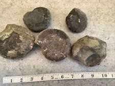 Whitby ammonites self for sale  BLACKBURN