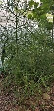 Euphorbia tirucalli cuttings for sale  Tarpon Springs