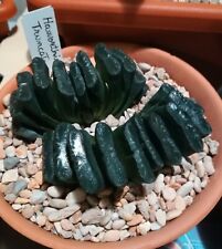 Haworthia truncata  for sale  Shipping to South Africa
