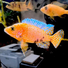 Orange blotch peacock for sale  HORSHAM