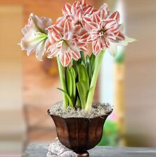 2pc real hippeastrum for sale  Waxhaw