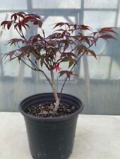 Red japanese maple for sale  Louisburg