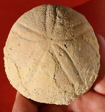 Oursin fossile maroc d'occasion  Cuxac-d'Aude
