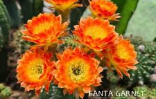 echinopsis lobivia "FANTASY GARNET" hybrid astrophytum ariocarpus rare  for sale  Shipping to South Africa