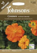 Cosmos sulphur orange for sale  NEWMARKET