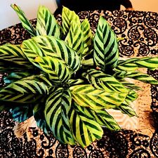 Beautiful indoor plant for sale  Pasadena