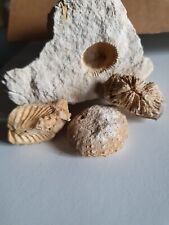 Lot fossiles oursin d'occasion  Saint-Savinien