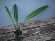 Cattleya iricolor orchidée d'occasion  Champagney