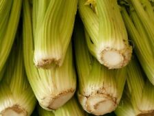 2750 celery seeds for sale  Saint Augustine