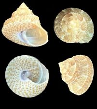 Calliostoma palmeri Dall, 1871  16mm for sale  Shipping to South Africa