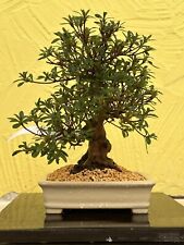 Joe bonsai shohin gebraucht kaufen  Spiesen-Elversberg