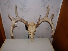 Monster point whitetail for sale  Hosmer