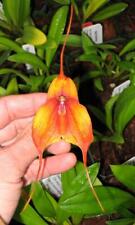 Rare Orchid Hybrid Dracuvallia Lucifer! for sale  Shipping to South Africa