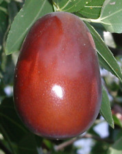 Jujube seeds chinese for sale  Miami