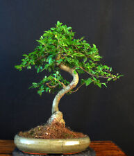 Bonsai chinese elm for sale  Shipping to Ireland