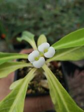 Euphorbia lophogona live for sale  Shipping to Ireland