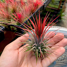 Ionantha red air for sale  Vacaville