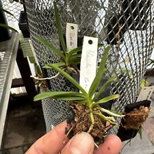 Orchidsource vanda species for sale  San Marcos