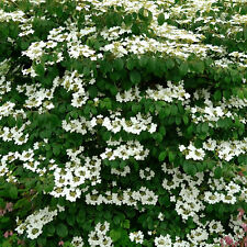 Viburnum mariesii japanese for sale  UK