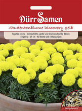 Studentenblumen discovery gelb gebraucht kaufen  Pulheim