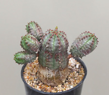 Euphorbia pseudoglobosa succul for sale  WALTON ON THE NAZE