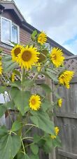 Multi head sunflower for sale  FAVERSHAM