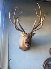 Elk shoulder mount for sale  Houston