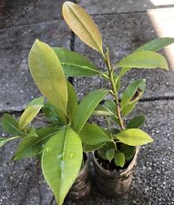 Plants sapote manilkara for sale  Tampa