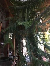 Norfolk pine tree for sale  Cincinnati