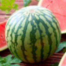 Watermelon Seeds Moro F1 (Citrullus lanatus)-0,5g.-Polish Producent-Early ... na sprzedaż  PL